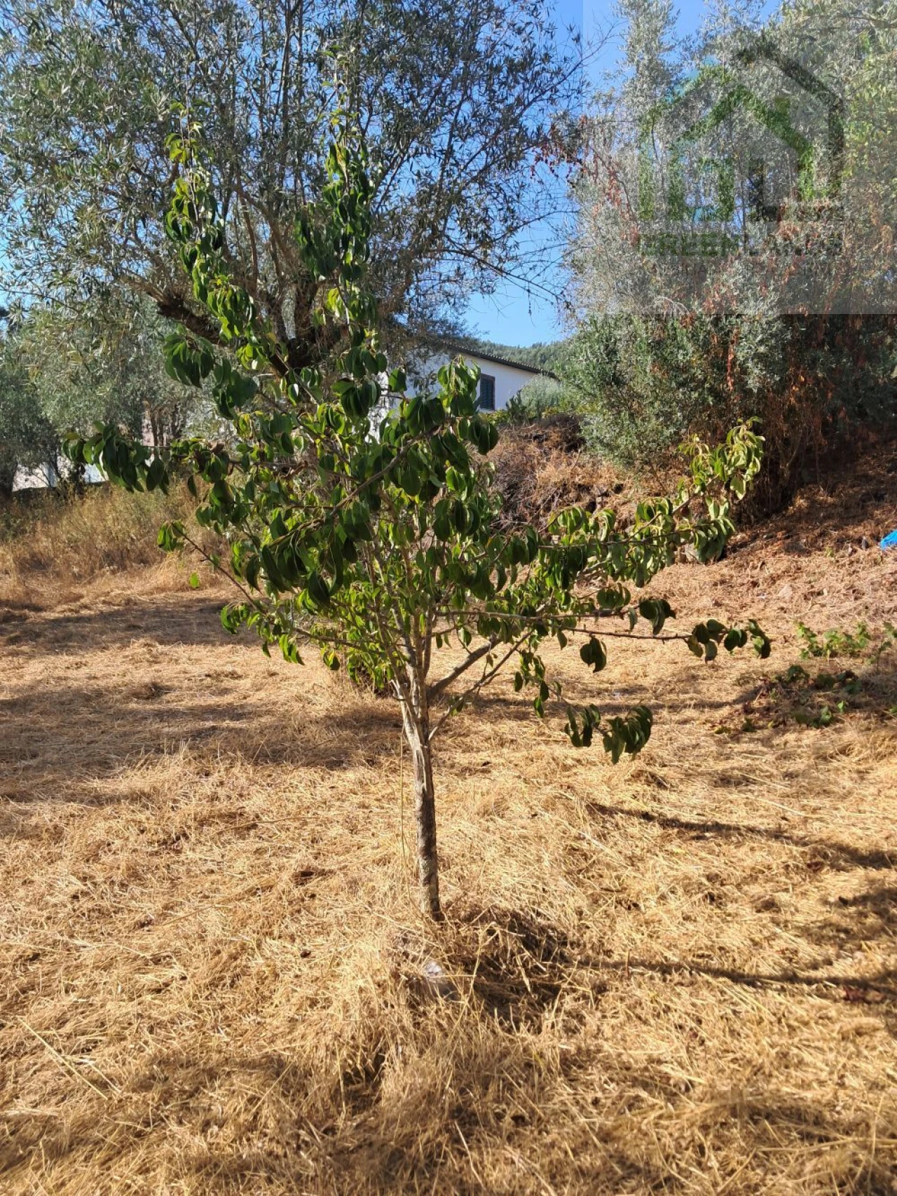 Terreno para Venda em Vila Nova do Ceira Foto 5
