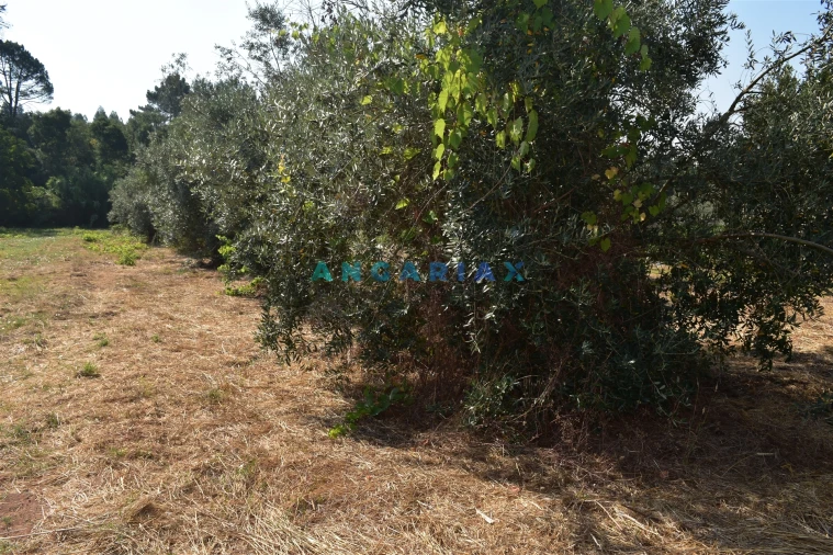 Terreno Agricola ou Rústico para Venda em Aguda Foto 10