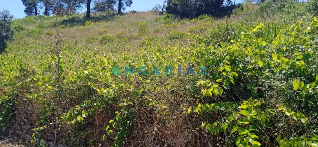 Terreno para Venda em Batalha