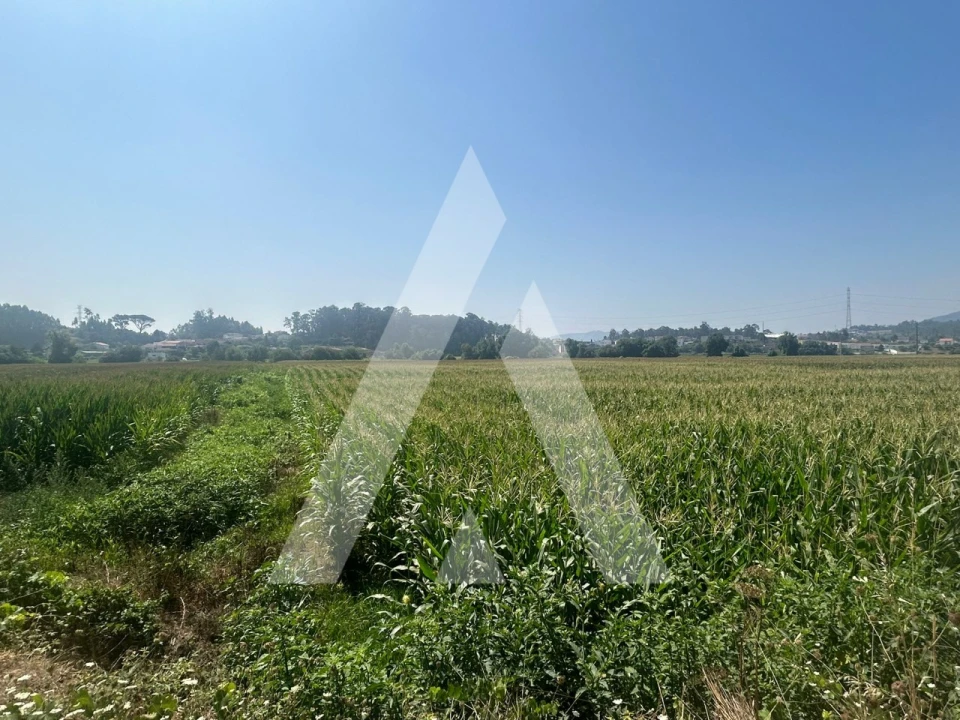 Terreno para Venda em Campo e Sobrado Foto 6