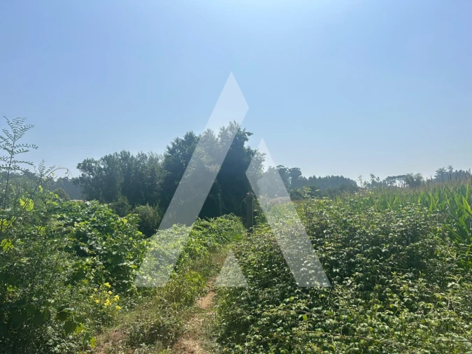 Terreno para Venda em Campo e Sobrado Foto 5