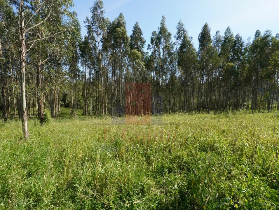 Moradia para Venda em A dos Negros Foto 29