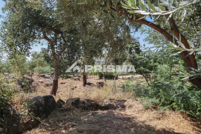 Quinta T1 para Venda em Louriçal do Campo