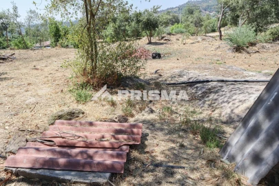 Quinta T1 para Venda em Louriçal do Campo