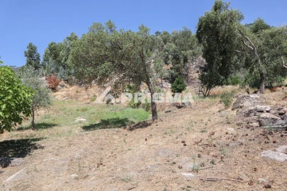 Quinta T1 para Venda em Louriçal do Campo