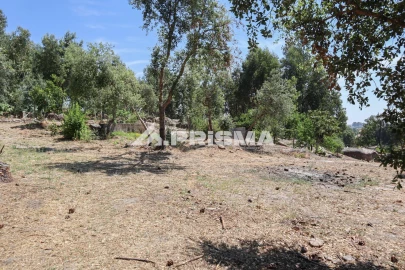 Quinta T1 para Venda em Louriçal do Campo