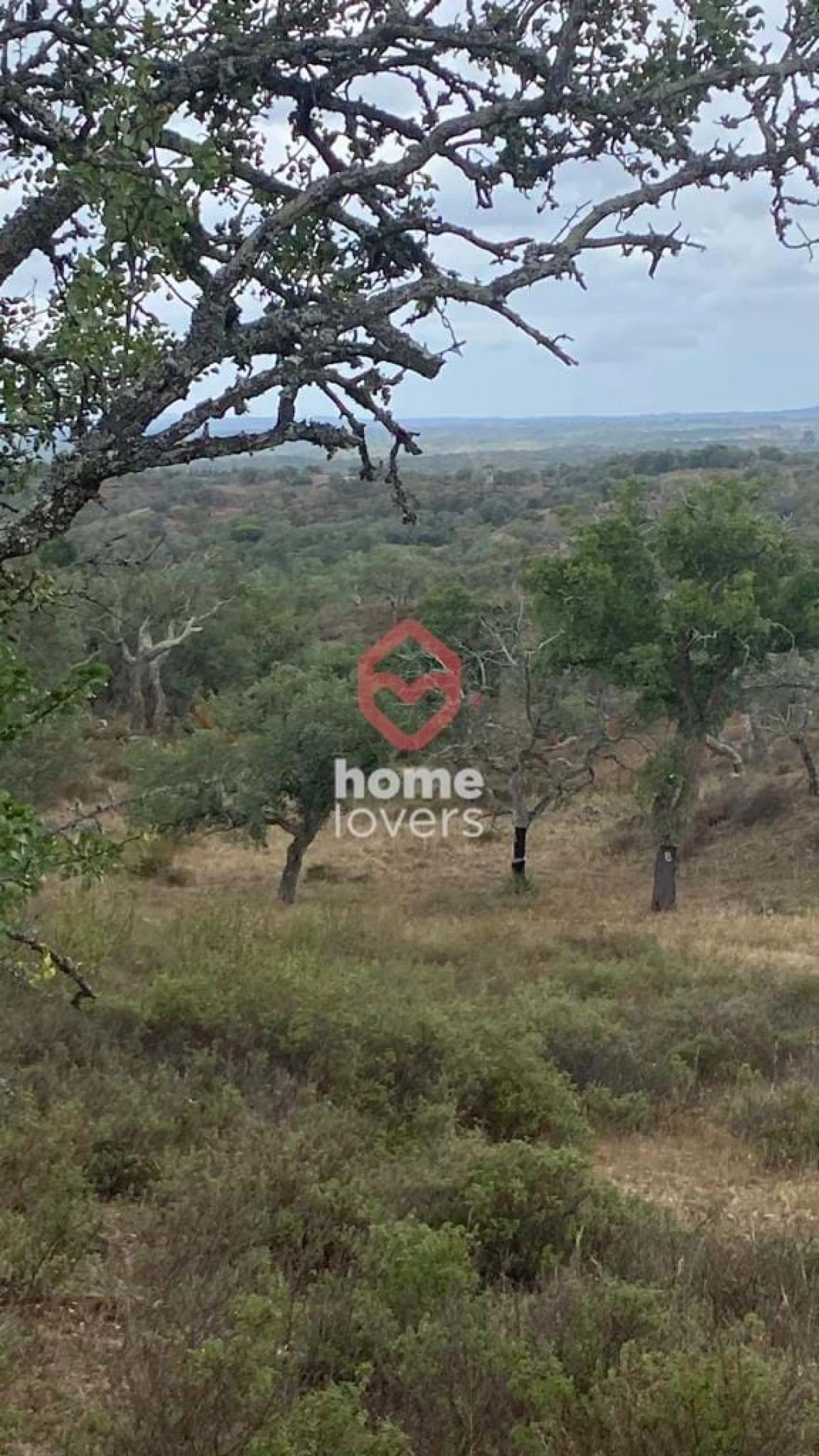 Terreno para Venda em São Francisco da Serra Foto 8