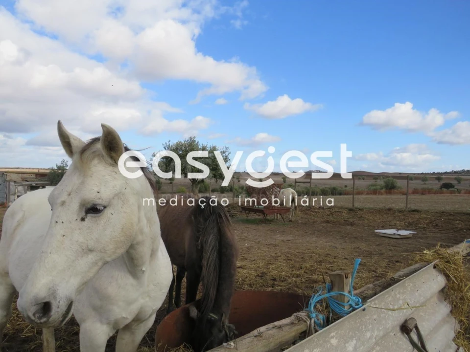Terreno Agricola ou Rústico para Venda em Aljustrel e Rio de Moinhos Foto 5