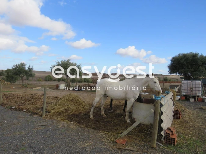 Terreno Agricola ou Rústico para Venda em Aljustrel e Rio de Moinhos Foto 4