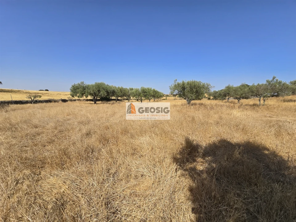 Terreno Agricola ou Rústico para Venda em Santa Cruz Foto 11