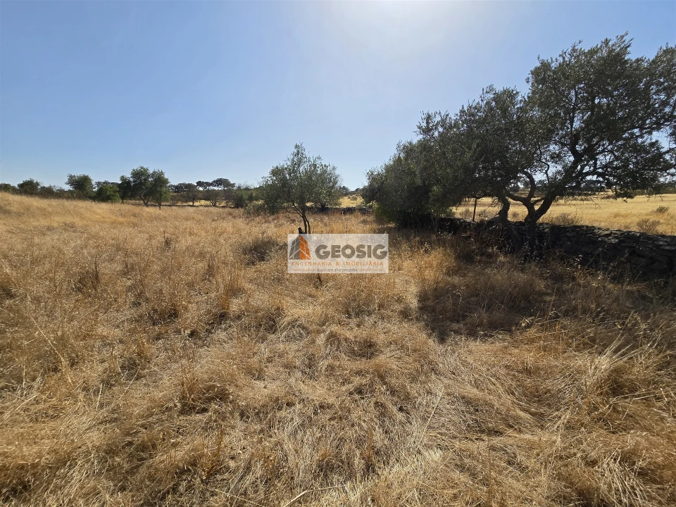 Terreno Agricola ou Rústico para Venda em Santa Cruz Foto 13