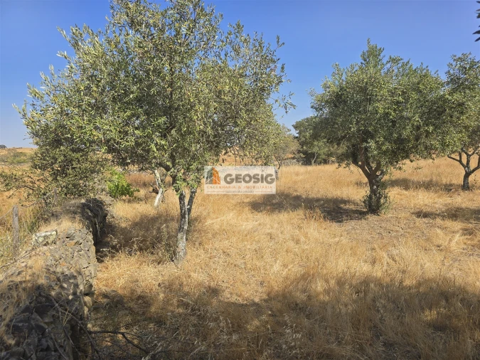 Terreno Agricola ou Rústico para Venda em Santa Cruz Foto 19