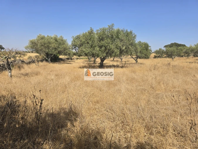 Terreno Agricola ou Rústico para Venda em Santa Cruz Foto 16