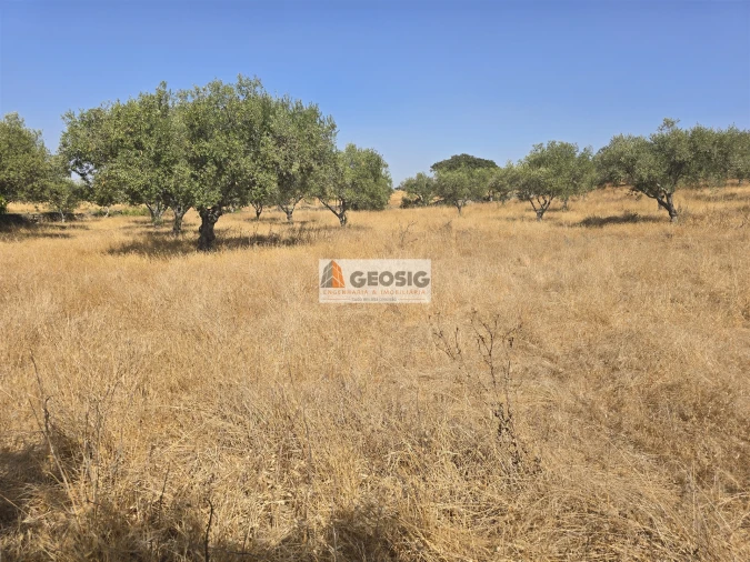 Terreno Agricola ou Rústico para Venda em Santa Cruz Foto 18