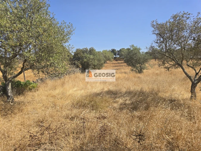 Terreno Agricola ou Rústico para Venda em Santa Cruz Foto 21