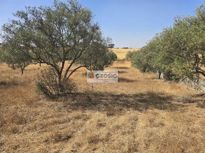 Terreno Agricola ou Rústico para Venda em Santa Cruz Foto 22