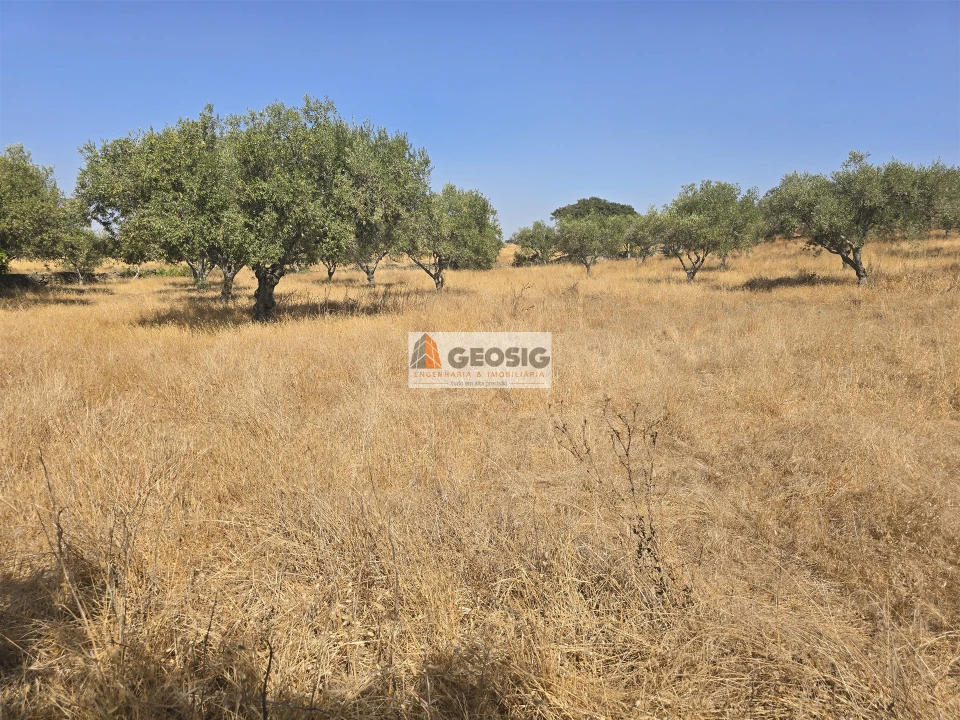 Terreno Agricola ou Rústico para Venda em Santa Cruz Foto 18