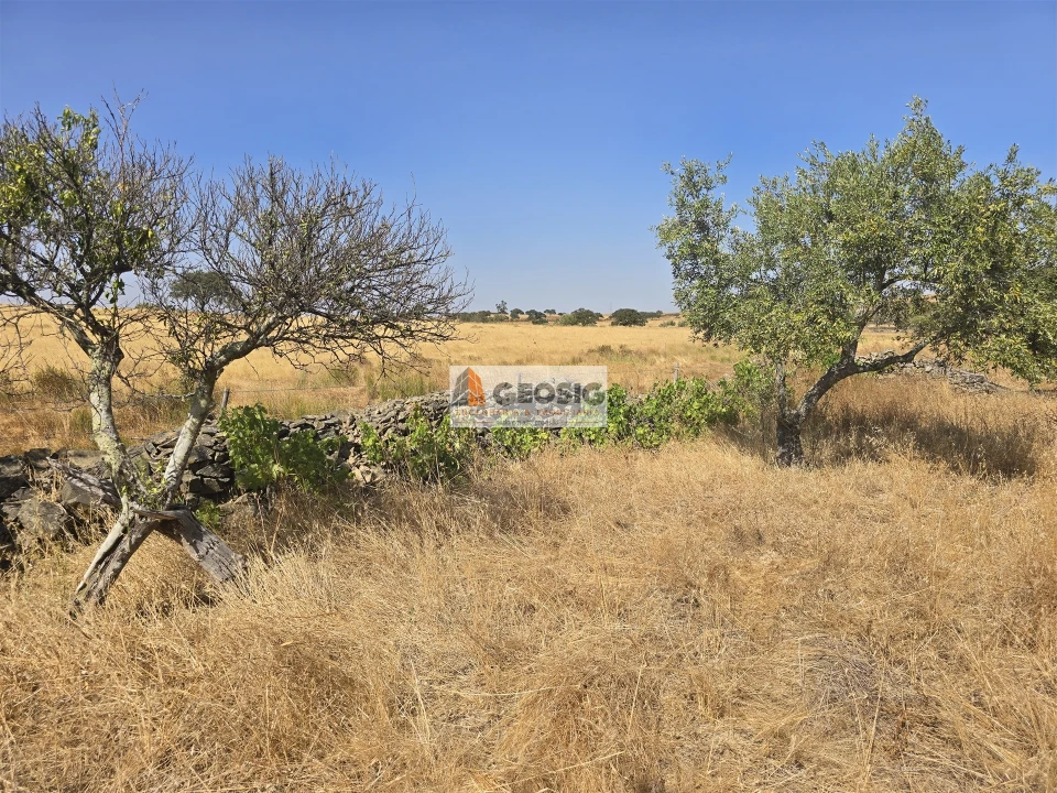 Terreno Agricola ou Rústico para Venda em Santa Cruz Foto 20