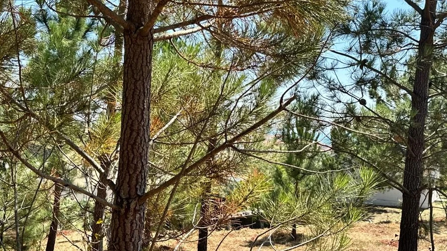 Terreno Agricola ou Rústico para Venda em Buarcos