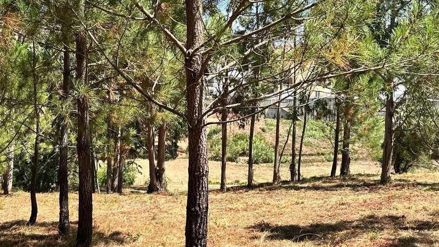 Terreno Agricola ou Rústico para Venda em Buarcos