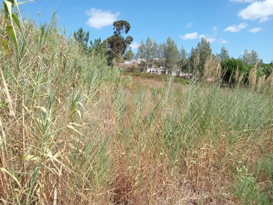 Terreno Agricola ou Rústico para Venda em Dois Portos e Runa Foto 13