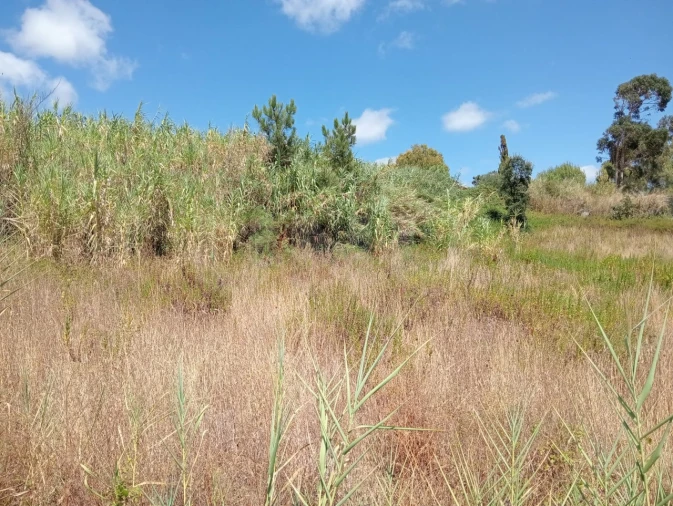 Terreno Agricola ou Rústico para Venda em Dois Portos e Runa Foto 10