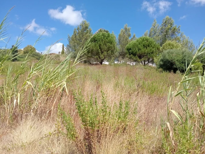 Terreno Agricola ou Rústico para Venda em Dois Portos e Runa Foto 11