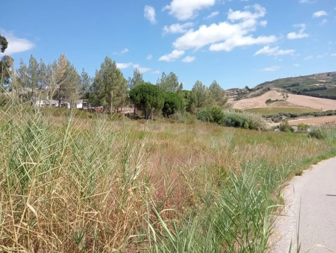 Terreno Agricola ou Rústico para Venda em Dois Portos e Runa Foto 14