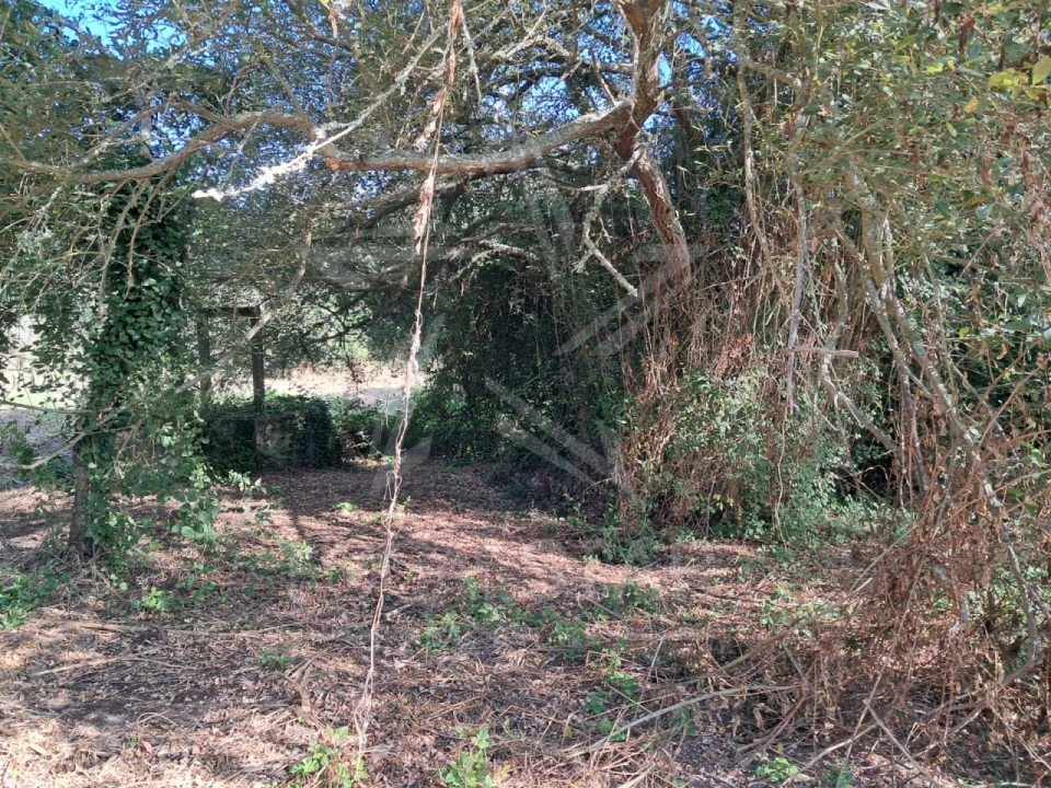 Terreno para Venda em Tornada e Salir do Porto Foto 3