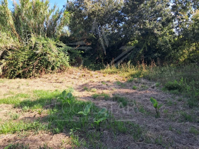 Terreno para Venda em Tornada e Salir do Porto Foto 10