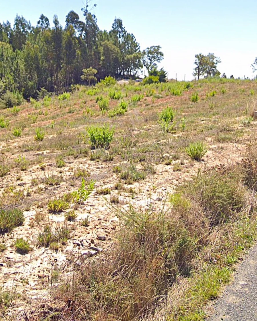 Terreno para Venda em Nossa Senhora do Pópulo, Coto e São Gregório Foto 18
