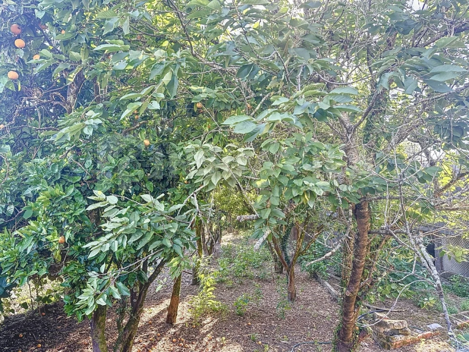 Moradia T3 para Venda em Vila Praia de Ancora Foto 33