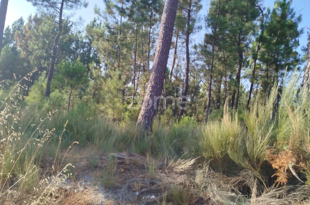 Terreno para Venda em Santiago de Cassurrães e Póvoa de Cervães Foto 14