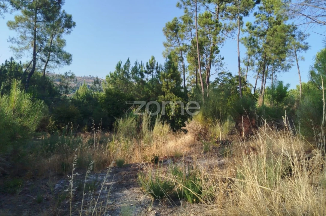 Terreno para Venda em Santiago de Cassurrães e Póvoa de Cervães Foto 16