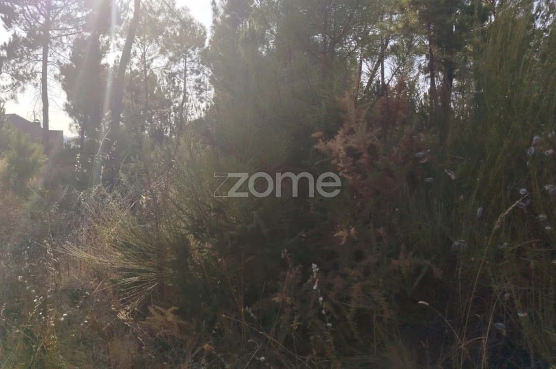 Terreno para Venda em Santiago de Cassurrães e Póvoa de Cervães Foto 18