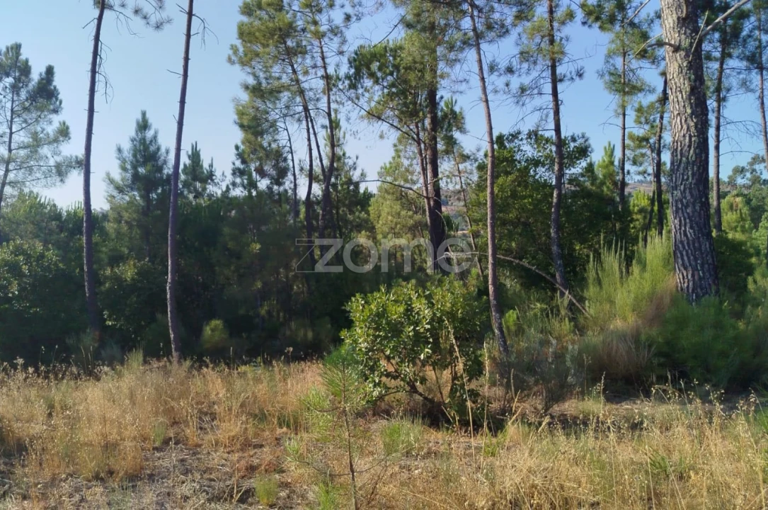 Terreno para Venda em Santiago de Cassurrães e Póvoa de Cervães Foto 21