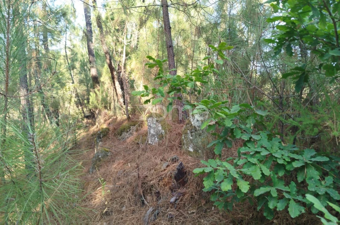 Terreno para Venda em Santiago de Cassurrães e Póvoa de Cervães Foto 2