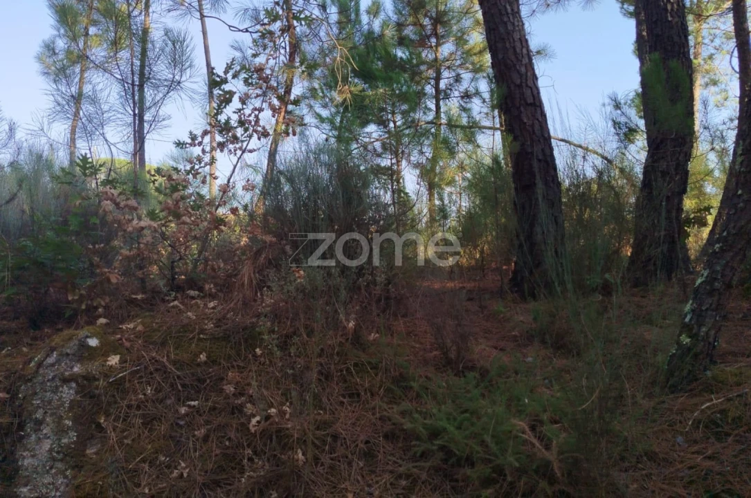 Terreno para Venda em Santiago de Cassurrães e Póvoa de Cervães Foto 3