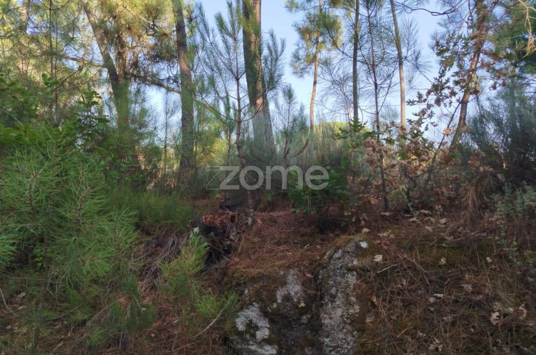 Terreno para Venda em Santiago de Cassurrães e Póvoa de Cervães Foto 4