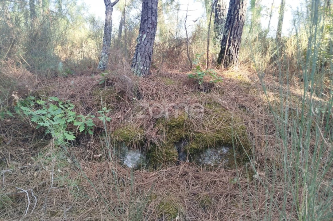 Terreno para Venda em Santiago de Cassurrães e Póvoa de Cervães Foto 5