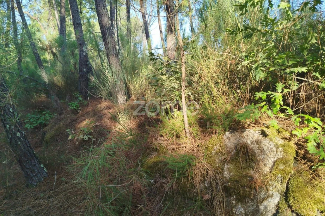 Terreno para Venda em Santiago de Cassurrães e Póvoa de Cervães Foto 9