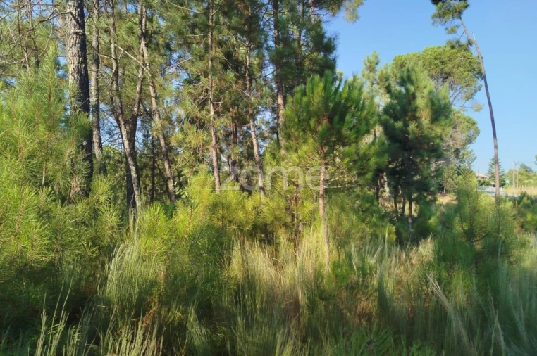 Terreno para Venda em Santiago de Cassurrães e Póvoa de Cervães Foto 11