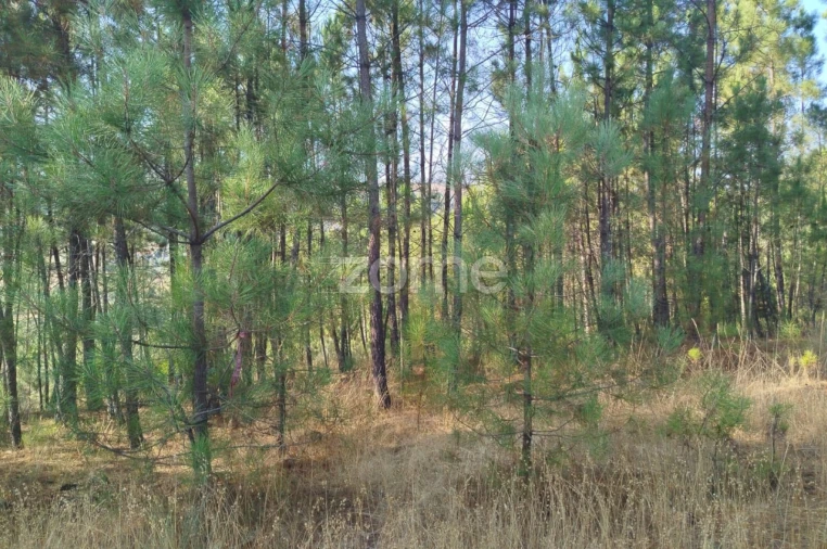 Terreno para Venda em Santiago de Cassurrães e Póvoa de Cervães Foto 12