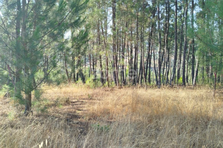 Terreno para Venda em Santiago de Cassurrães e Póvoa de Cervães Foto 13