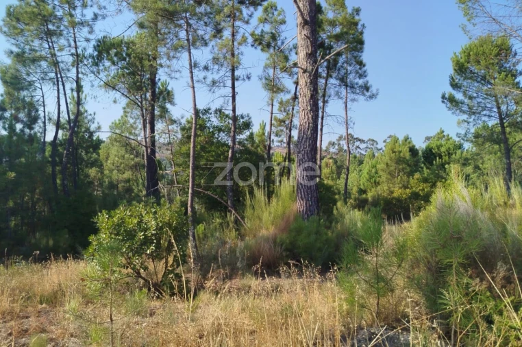 Terreno para Venda em Santiago de Cassurrães e Póvoa de Cervães Foto 20