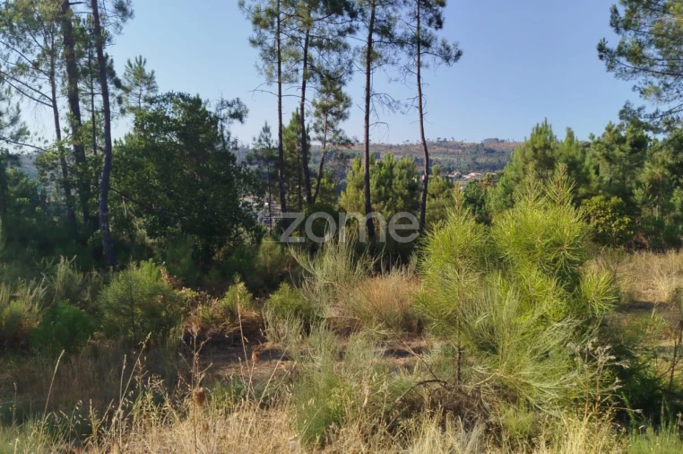 Terreno para Venda em Santiago de Cassurrães e Póvoa de Cervães