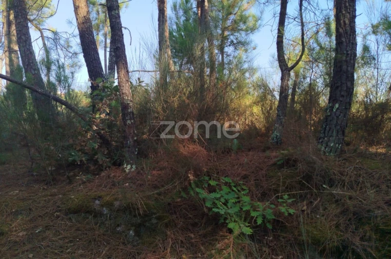 Terreno para Venda em Santiago de Cassurrães e Póvoa de Cervães Foto 7