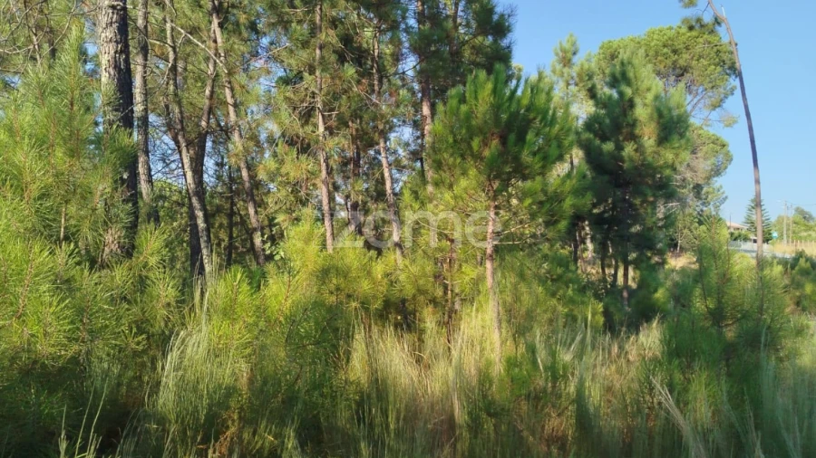 Terreno para Venda em Santiago de Cassurrães e Póvoa de Cervães