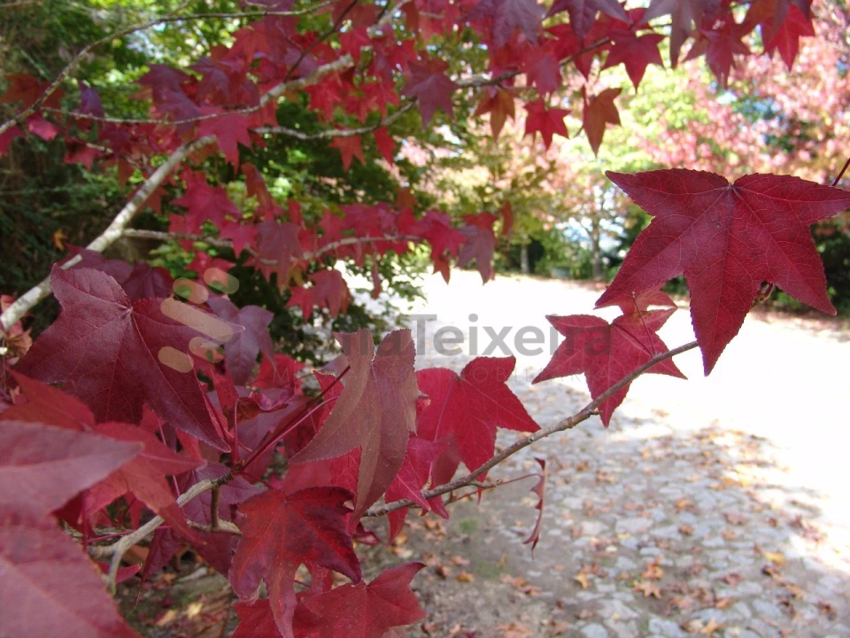 Quinta para Venda em Paço de Sousa Foto 8