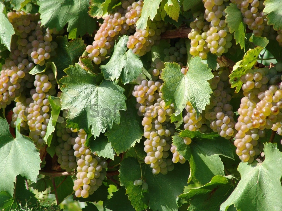 Quinta para Venda em Paço de Sousa Foto 9